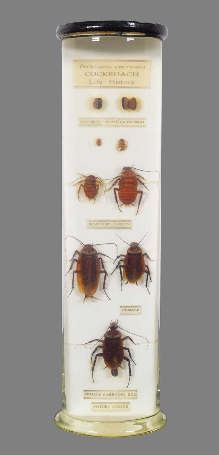 Cockroach Lot Lot 125 - Wet Specimens: The Life History of a