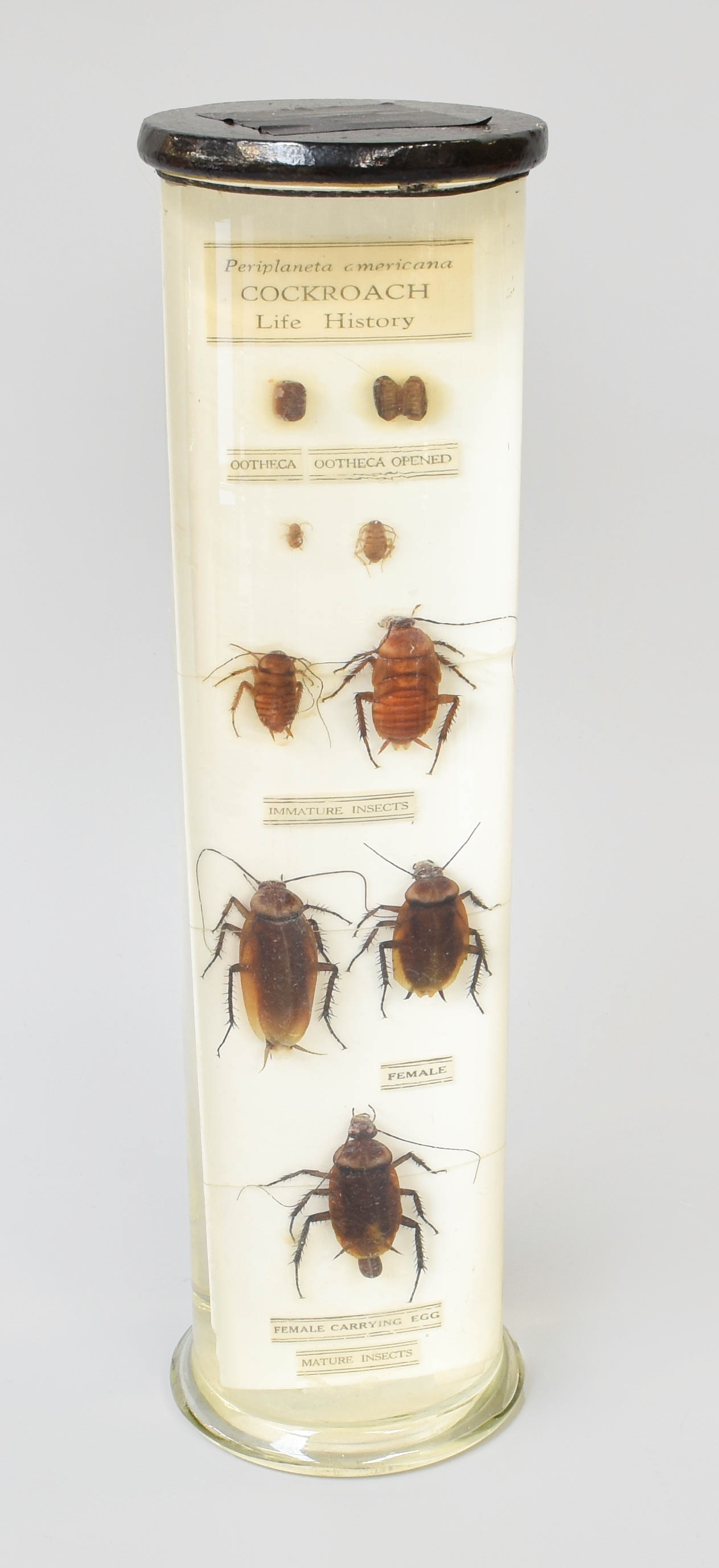 Lot 125 - Wet Specimens: The Life History of a
