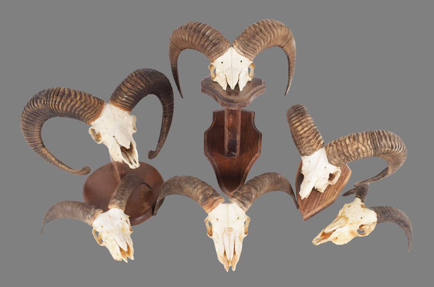 Lot 344 - Antlers/Horns: European Mouflon (Ovis aries...