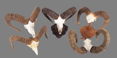 Lot 193 - Antlers/Horns: European Mouflon (Ovis aries...