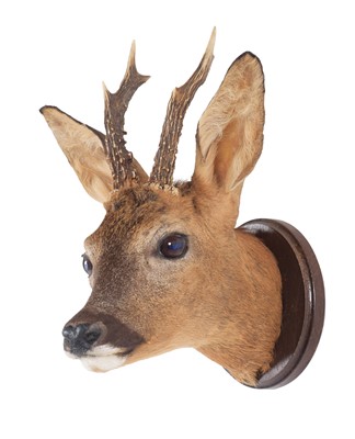 Lot 360 - Taxidermy: European Roebuck on Shield...