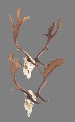 Lot 195 - Antlers/Horns: Two Pairs of European...