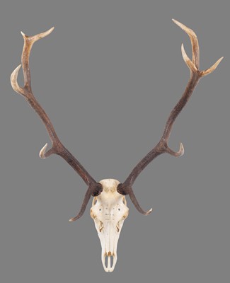 Lot 205 - Antlers/Horns: Romanian Red Deer Antlers...