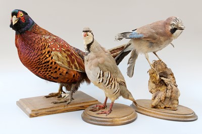 Lot 349 - Taxidermy: A Group of European Counrtyside...