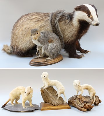 Lot 351 - Taxidermy: A Group of European Countryside...