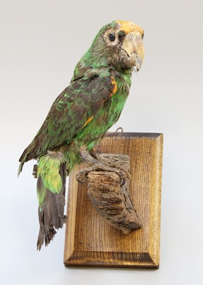 Lot 372 - Taxidermy: A Cape Parrot (Poicephalus...