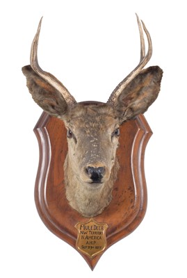 Lot 126 - Taxidermy: Mule Deer (Odocoileus hemionus),...