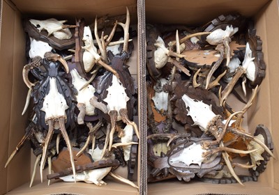 Lot 117 - Antlers/Horns: A Collection of European...