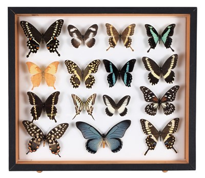 Lot 133 - Entomology: A Single Glazed Display of...