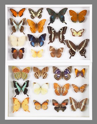 Lot 130 - Entomology: A Pair of Glazed Displays of...