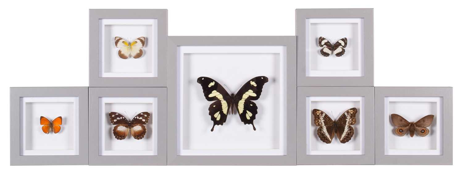 Lot 134 - Entomology: A Group of Framed Butterflies,...
