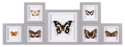 Lot 134 - Entomology: A Group of Framed Butterflies,...
