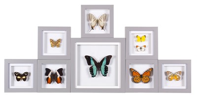 Lot 132 - Entomology: A Group of Framed Butterflies,...