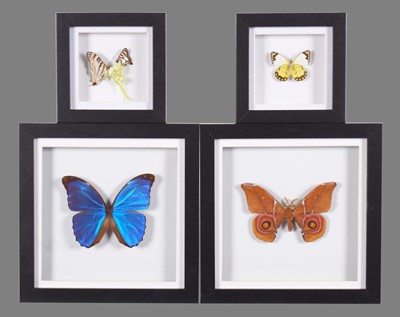 Lot 131 - Entomology: A Group of Framed Butterflies,...