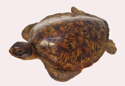 Lot 144 - Taxidermy: Green Turtle (Chelonia mydas),...