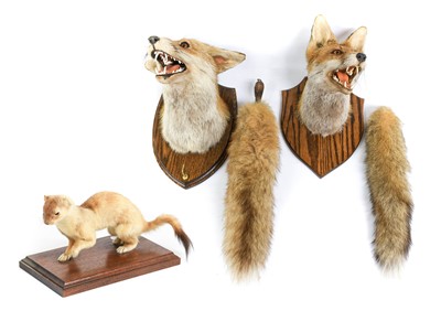 Lot 753 - Taxidermy: A European Red Fox Mask (Vulpes...