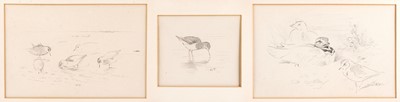 Lot 44 - Archibald Thorburn FZS (1860-1935) Sandpiper...