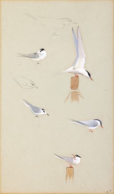 Lot 96 - Archibald Thorburn FZS (1860-1935) Studies of...