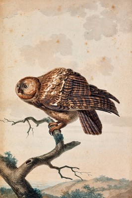 Lot 91 - Jabes Heenck (1752-1782) Dutch Owl on a branch...