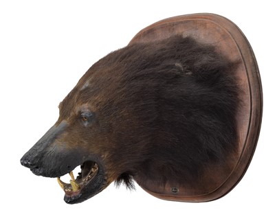 Lot 140 - Taxidermy: Sloth Bear (Melursus ursinus),...