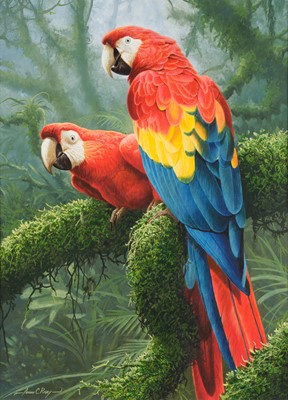 Lot 12 - Adrian C Rigby (b.1962) Scarlett Macaws...