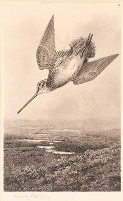 Lot 43 - After Archibald Thorburn FZS (1860-1935) Snipe...