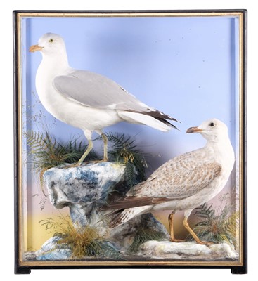 Lot 141 - Taxidermy: A Cased Pair of Herring Gulls...