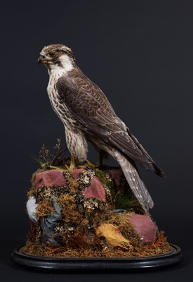 Lot 206 - Taxidermy: A Late Victorian Peregrine Falcon...