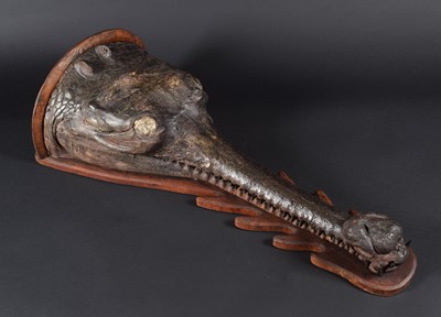 Lot 180 - Taxidermy: A Late Victorian Gharial Crocodile...
