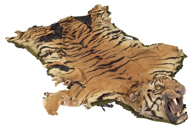 Lot Taxidermy: Bengal Tiger Skin (Panthera tigris...
