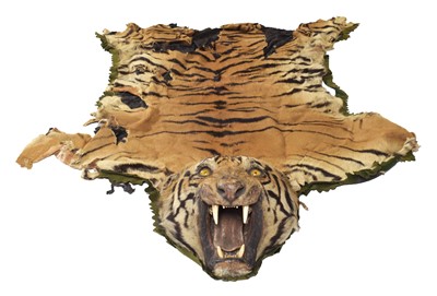 Lot 95 - Taxidermy: Bengal Tiger Skin (Panthera tigris...