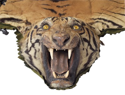 Lot 95 - Taxidermy: Bengal Tiger Skin (Panthera tigris...