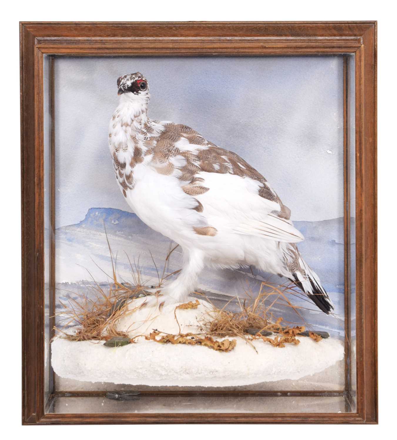 Lot 63 - Taxidermy: A Cased Rock Ptarmigan (Lagopus...