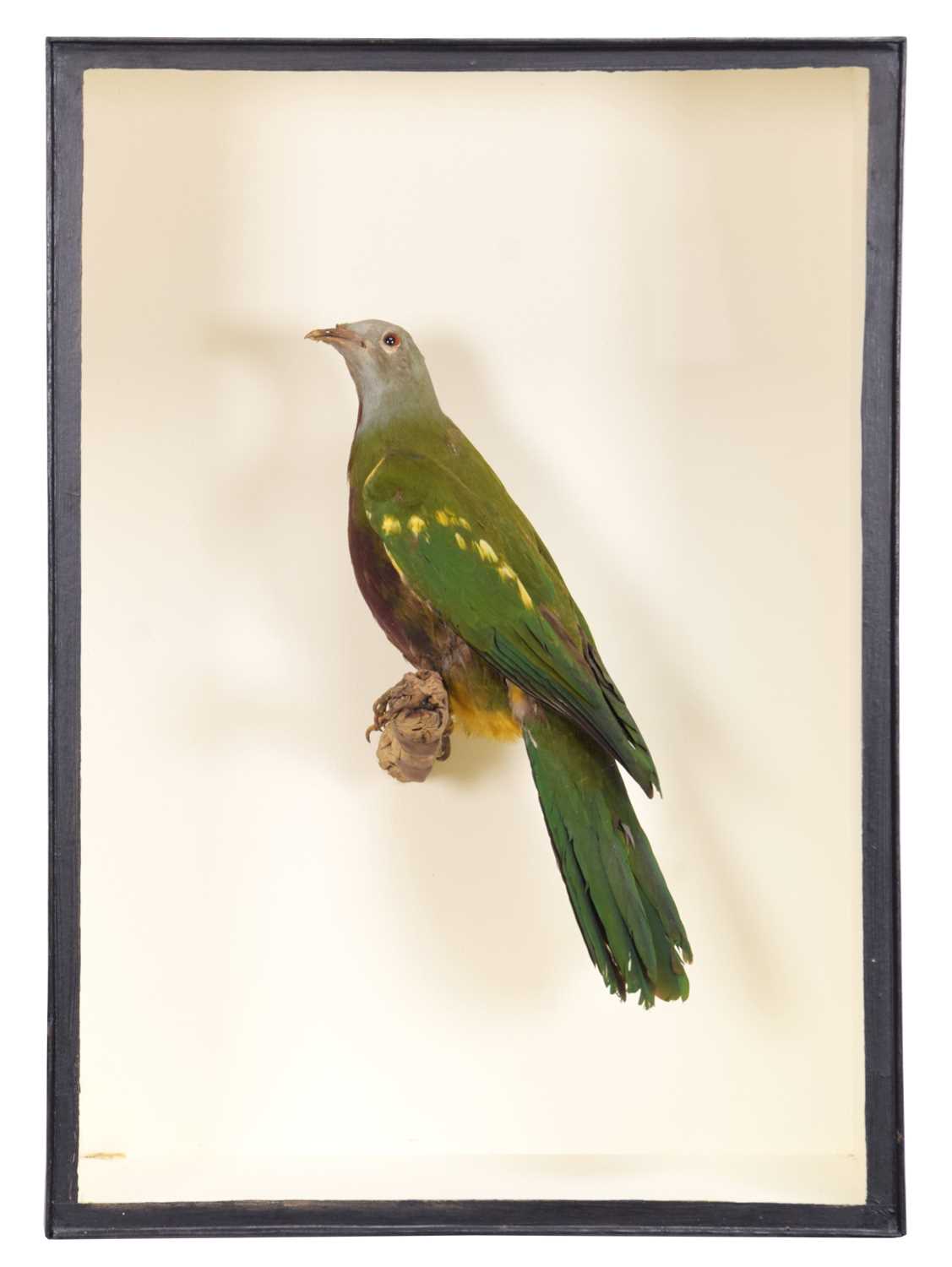 Lot 79 - Taxidermy: A Cased Wompoo Fruit Dove...