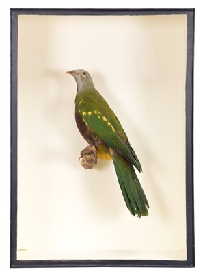 Lot Taxidermy: A Cased Wompoo Fruit Dove...