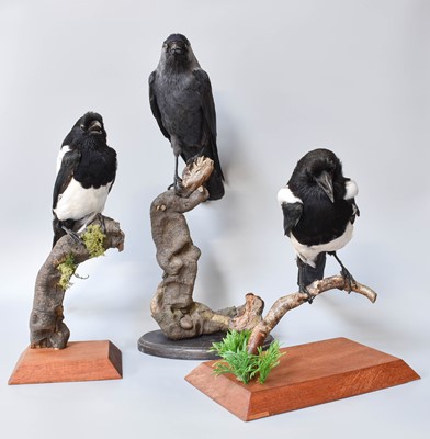 Lot 223 - Taxidermy: A Jackdaw and a Pair of Magpies,...