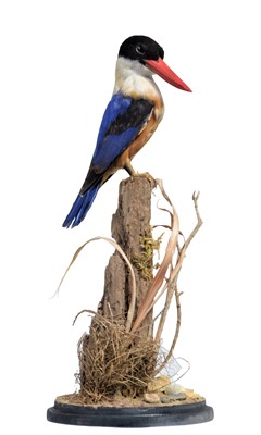 Lot 142 - Taxidermy: Black-capped Kingfisher (Halcyon...