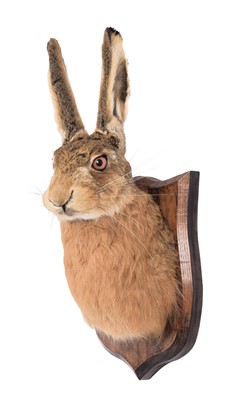 Lot 254 - Taxidermy: A European Hare Mask (Lepus...