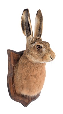 Lot 254 - Taxidermy: A European Hare Mask (Lepus...