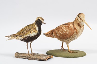 Lot 267 - Taxidermy: A European Woodcock & Golden Plover,...