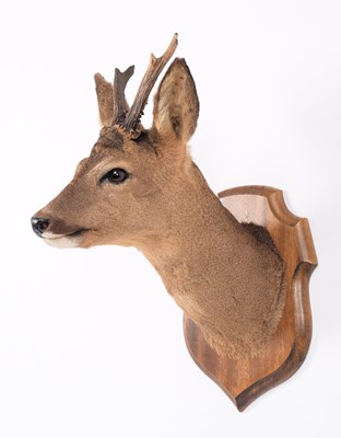 Lot 227 - Taxidermy: European Roebuck (Capreolus...