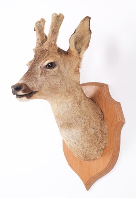 Lot 226 - Taxidermy: A French Roebuck (Capreolus...