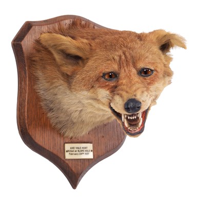 Lot 145 - Taxidermy: Red Fox Mask (Vulpes vulpes), dated...