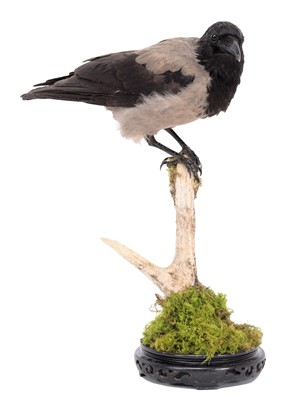 Lot 233 - Taxidermy: Hooded Crow (Corvus cornix), modern,...