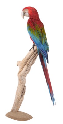 Lot 203 - Taxidermy: A Red-and-Green Macaw (Ara...