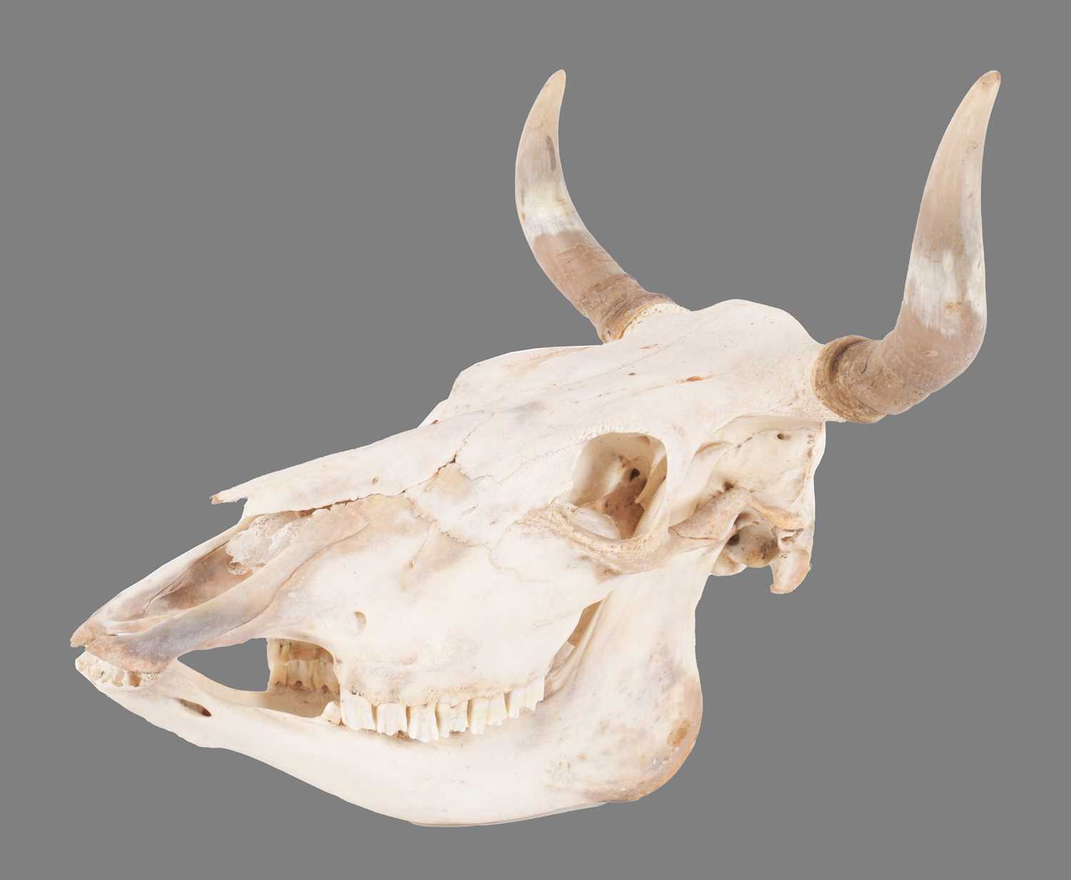 Lot 177 - Skulls/Anatomy: Domestic Cow Skull (Bos