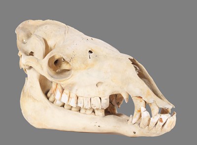 Lot 175 - Skulls/Anatomy: Bactrian Camel Skull (Camelus...