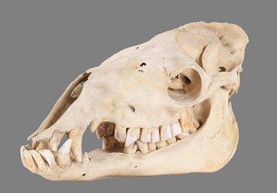 Lot 175 - Skulls/Anatomy: Bactrian Camel Skull (Camelus...