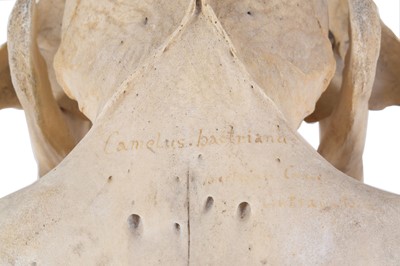 Lot 175 - Skulls/Anatomy: Bactrian Camel Skull (Camelus...