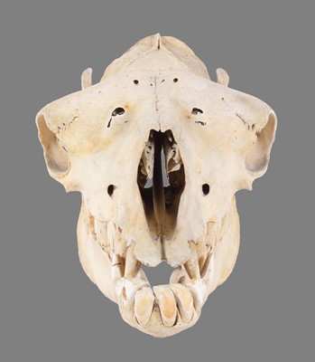 Lot 175 - Skulls/Anatomy: Bactrian Camel Skull (Camelus...